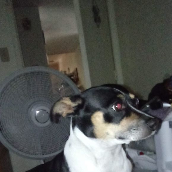 Meet your Posher, Steven - Picture 1 of 1